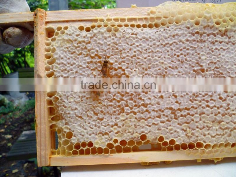 Honey comb foundation