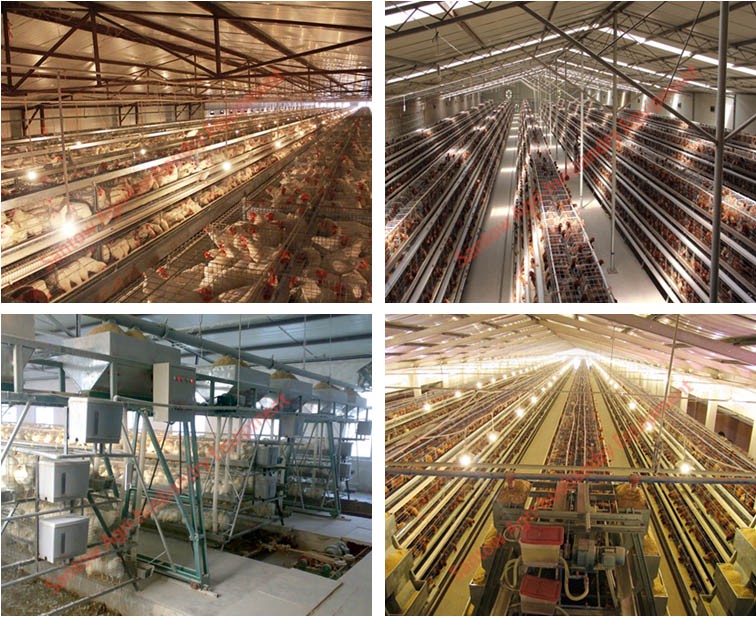 Galvanized Q235 Steel Hen Laying Battery Cage Price A Type Chicken Egg Layer Cages Automatic Poultry Farm House Design For Sale