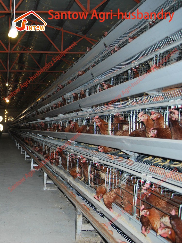 Design 5000 Birds Chicken Layer Cages Factory Price Poultry Battery Cage For Sale Zambia Ghana Farm