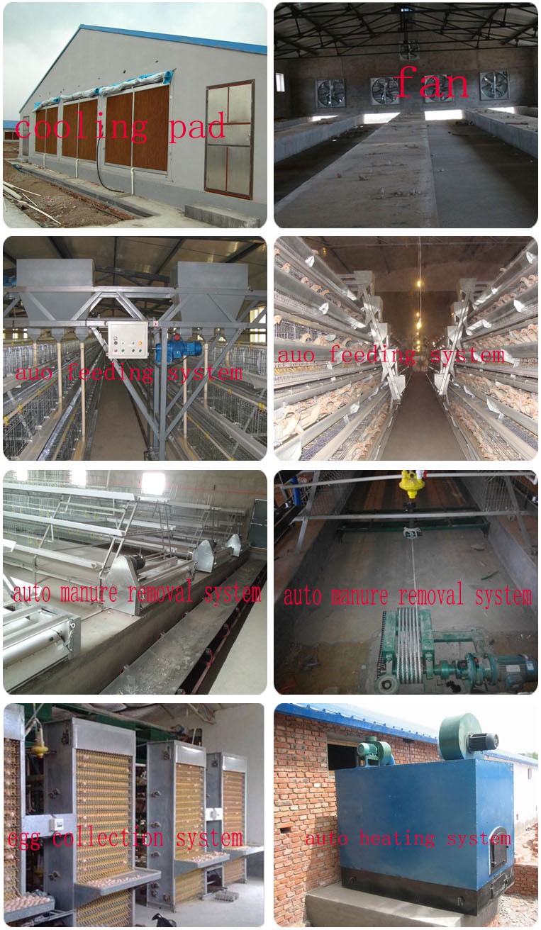 4 tier chicken layer cages automatic poultry cages galvanized wire mesh battery broiler cage price for Uganda Philippine sale