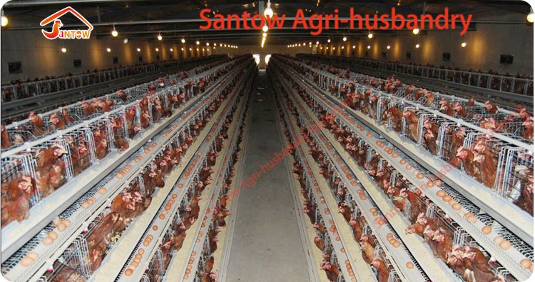 Galvanized Q235 Steel Hen Laying Battery Cage Price A Type Chicken Egg Layer Cages Automatic Poultry Farm House Design For Sale