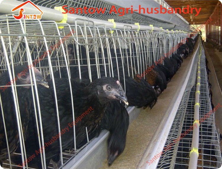 Galvanized Q235 Steel Hen Laying Battery Cage Price A Type Chicken Egg Layer Cages Automatic Poultry Farm House Design For Sale
