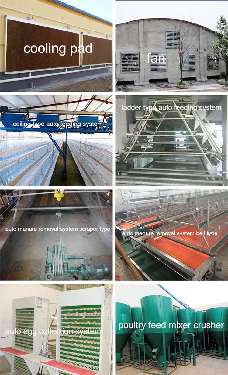 Design 5000 Birds Chicken Layer Cages Factory Price Poultry Battery Cage For Sale Zambia Ghana Farm