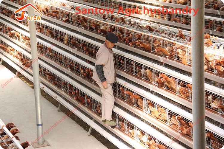 Galvanized Q235 Steel Hen Laying Battery Cage Price A Type Chicken Egg Layer Cages Automatic Poultry Farm House Design For Sale