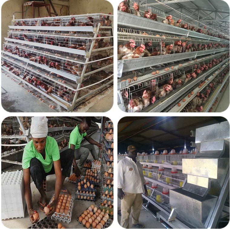 4 tier chicken layer cages automatic poultry cages galvanized wire mesh battery broiler cage price for Uganda Philippine sale
