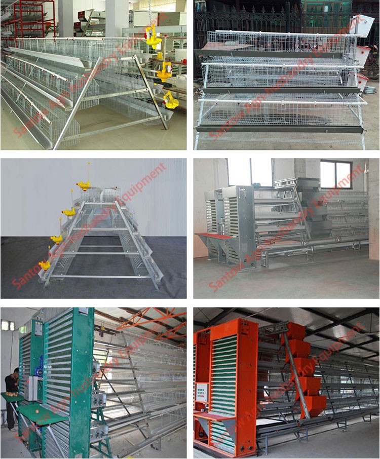 Design 5000 Birds Chicken Layer Cages Factory Price Poultry Battery Cage For Sale Zambia Ghana Farm