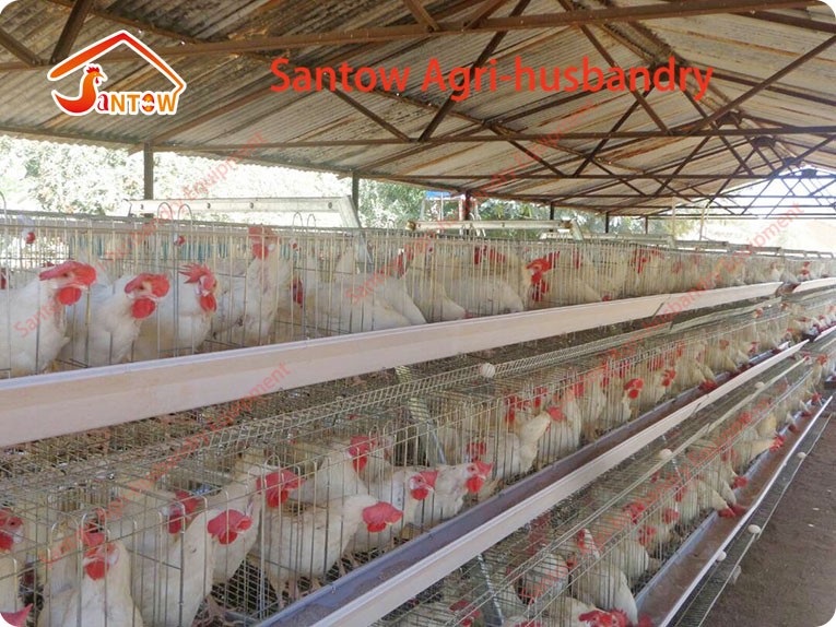 4 tier chicken layer cages automatic poultry cages galvanized wire mesh battery broiler cage price for Uganda Philippine sale