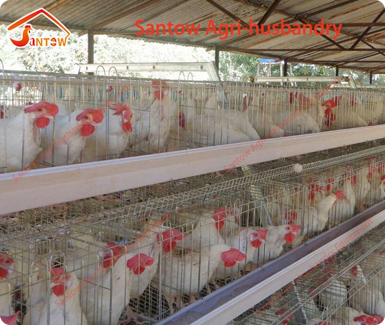 Hot Galvanized Chicken Layer Cages Cold Galvanized Chicken Poultry Battery Cage For Nigeria Top Quality