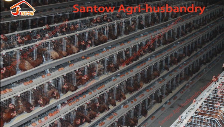 Design 5000 Birds Chicken Layer Cages Factory Price Poultry Battery Cage For Sale Zambia Ghana Farm