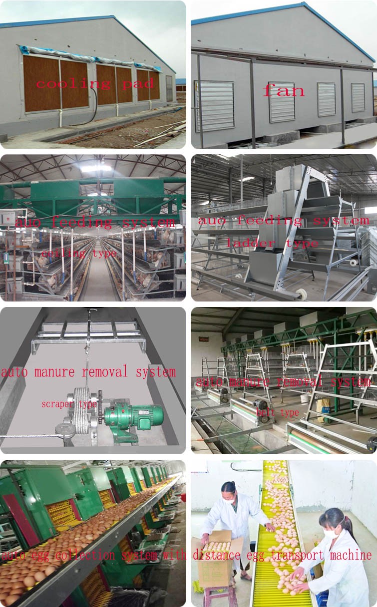 Hot Selling Dip Galvanized Chicken Cage Factory Price Chicken Egg Layer Cages For Sale Poultry Farm