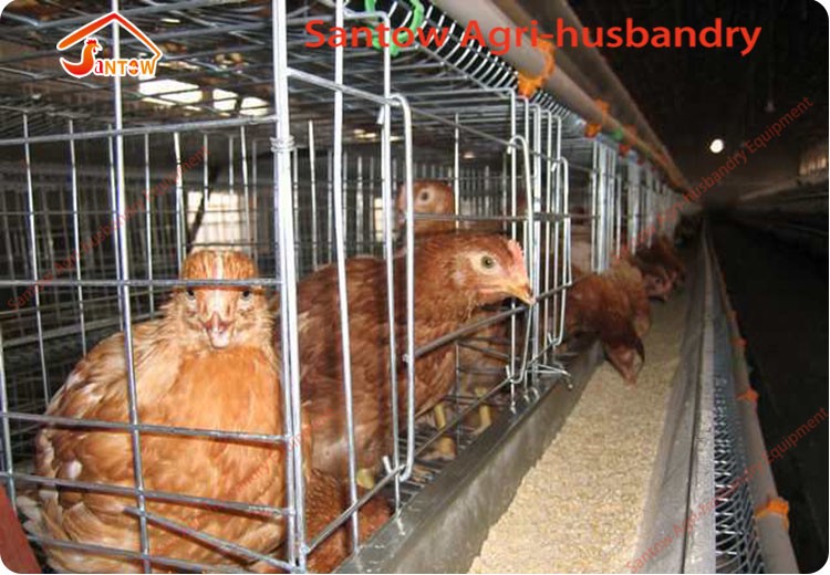 Hot Galvanized Chicken Layer Cages Cold Galvanized Chicken Poultry Battery Cage For Nigeria Top Quality
