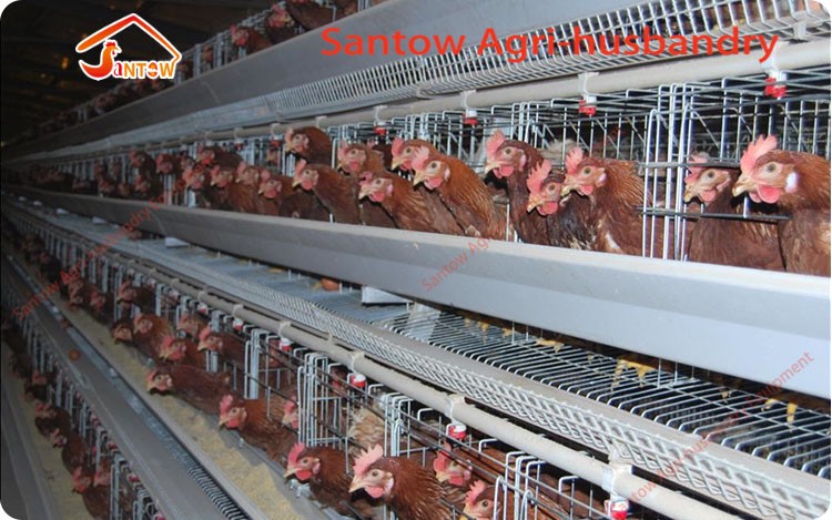 Hot Galvanized Chicken Layer Cages Cold Galvanized Chicken Poultry Battery Cage For Nigeria Top Quality