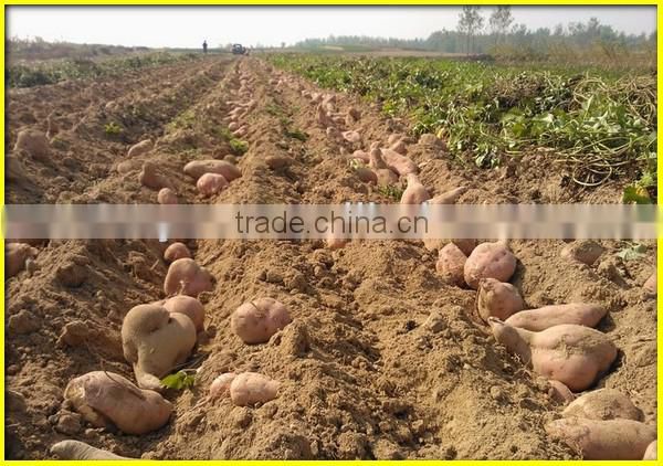 Low price peanut/potato/garlic/sweet potato harvester(SMS:0086-15837162163)