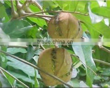 Andiroba (Carapa guianensis) Oil