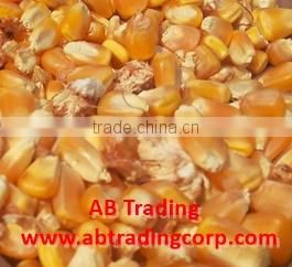 Best quality animal feed yellow corn from India