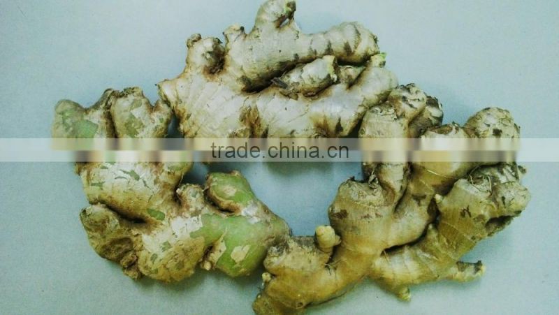 Vietnam Fresh Ginger