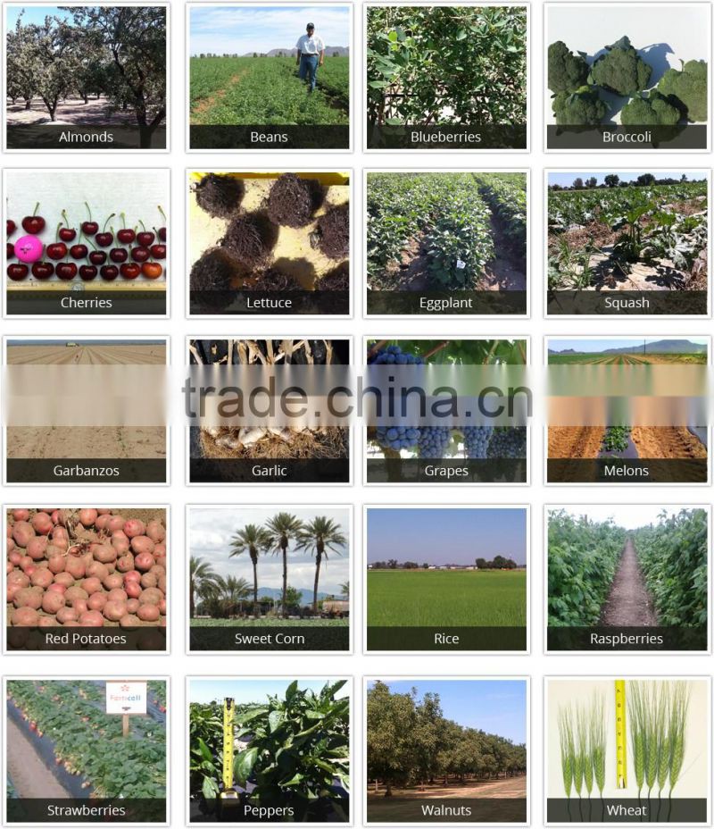 Quality Assured Universal Alga Extract for Various Industrial Applications