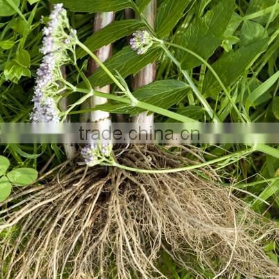 Valerian Root Extract Vegetable Soft Capsule Nutritional Food Supplements Sleeping Pills ...