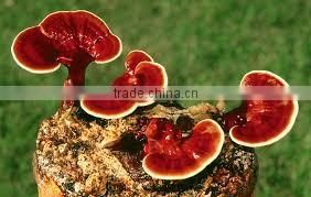 Reishi Mushroom Extract UPR Capsule Royal Jelly Dietary Supplement ...