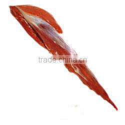 Frozen Halal Buffalo Meat