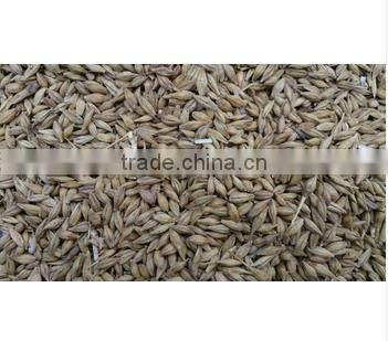 High-Nutrition Organic Cattle Feed