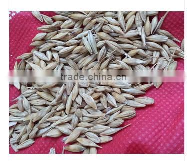 High Quality Organic Barley Seeds