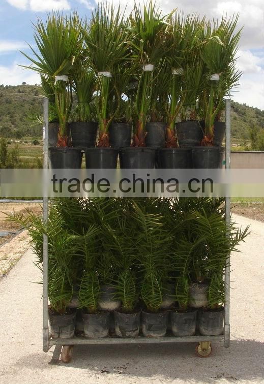 Phoenix Canariensis from 80/100 in 5 liters pot