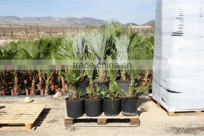 Bismarckia Nobilis - from 75/100 plant height in 8 liters pot