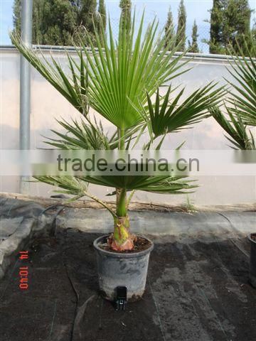 Washingtonia Robusta "Mexican Fan Palm"
