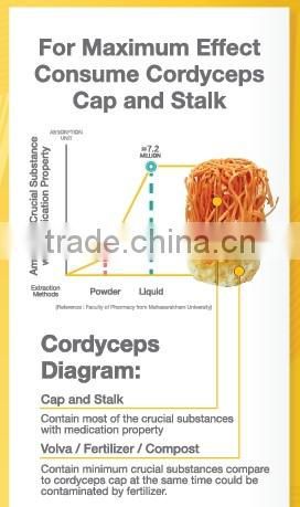 pure cordyceps
