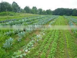 Ammonium Sulphate For green house