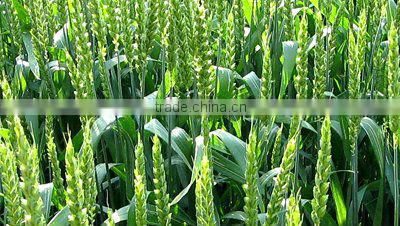 Ammonium Sulphate price