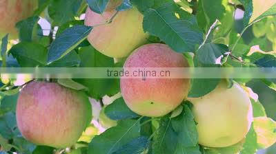 Ferrous Sulphate Fertilizer grade