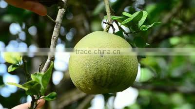 Ammonium Sulphate Feed Grade