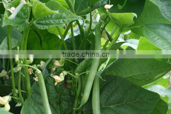 Potassium Nitrate Cheimicals