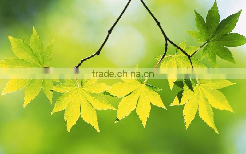 Potassium Sulphate Price