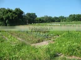 Ammonium Sulphate White