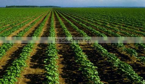 Ammonium Sulphate Soluble