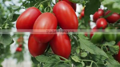 Potassium Sulphate Food grade