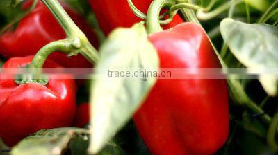 Sulphate of Potash Fertilizer Grade