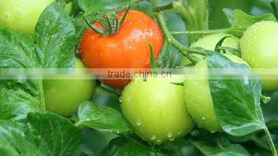 Magnesium Sulphate - MS