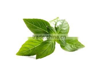 Pure and Natural Basil Oil
