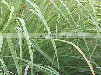 Lemongrass Essential Oils