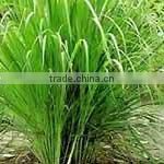 Lemongrass Essential Oils