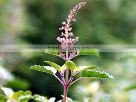 Pure and Natural Basil Oil