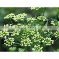 Parsley Seed Oil