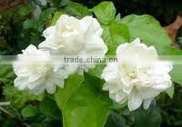 CIS-3-HEXENYL ACETATE