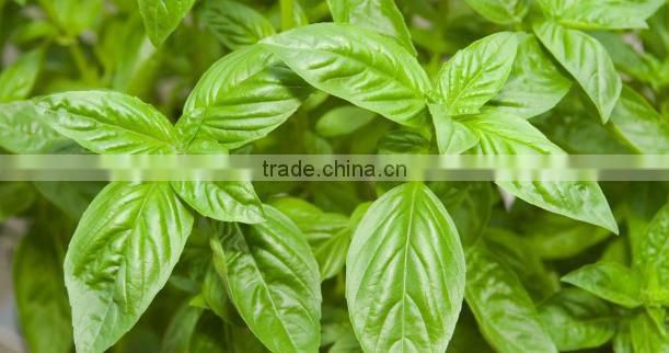 Pure and Natural Basil Oil