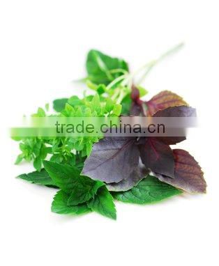 Pure and Natural Basil Oil