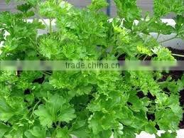 Parsley Seed Oil